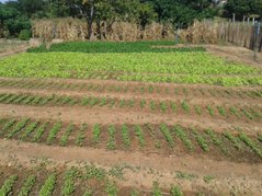 Programa Irrigação