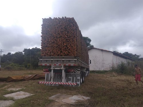 Semar apreende carga de madeira extraída ilegalmente