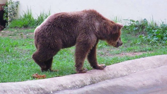 Zoobotânico de Teresina tem o maior recinto para ursos no Brasil